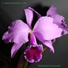 C. labiata (Realeza x Sili). Brazil.